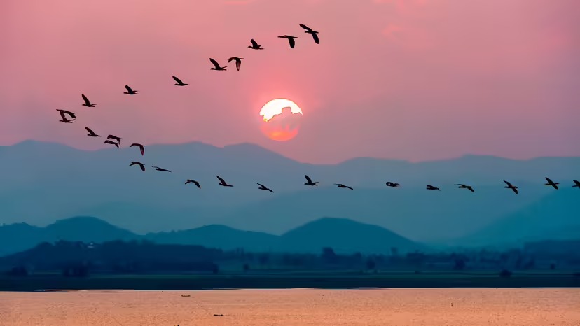 Birds migrating during sunset